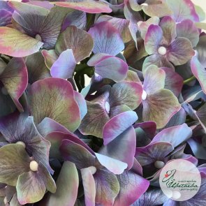 Искусственная фиолетовая гортензия соцветие New (без стебля)