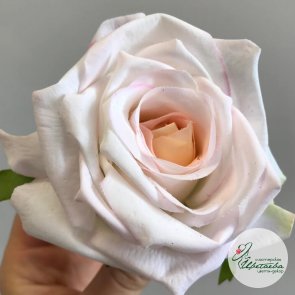 Искусственная бело-розовая открытая роза (соцветие)