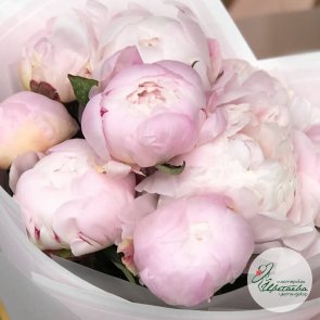Букет из 9 нежных розовых пионов