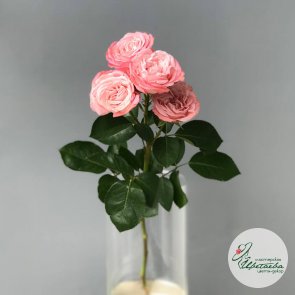 Цветок пионовидной кустовой розы