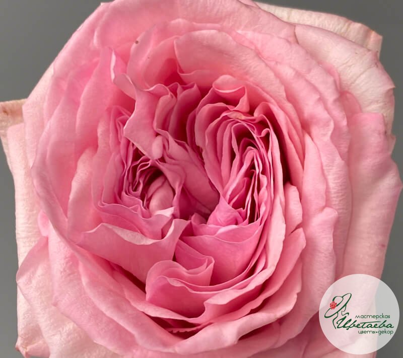 Цветок пионовидной розы