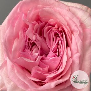 Цветок пионовидной розы