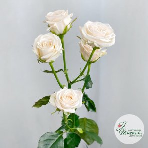 Кустовая роза - 60 см
