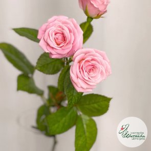 Розы кустовые 40 см