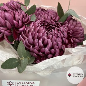 Букет из 5 пурпурных хризантем для мамы