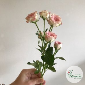 Розы кустовые 40 см