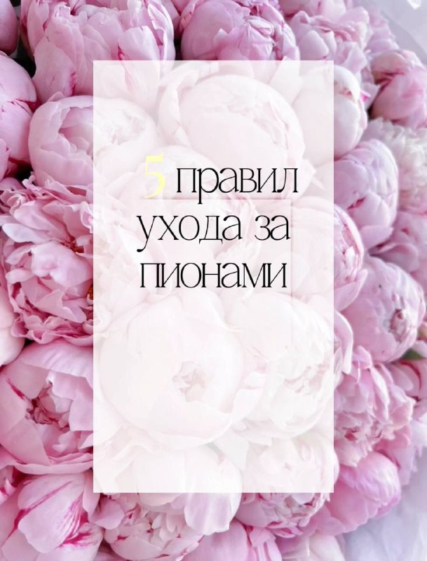 Пионы в букете для летнего подарка